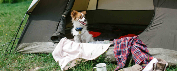 dog friendly caravan and camping Derbyshire