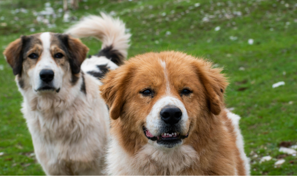 dog friendly caravan park Peak District