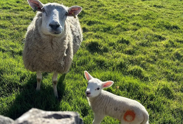 surrounding area sheep at campsite Derbyshire